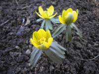 /album/fotogalerie-nabidka/eranthis-hyemalis-grunling2-jpg/
